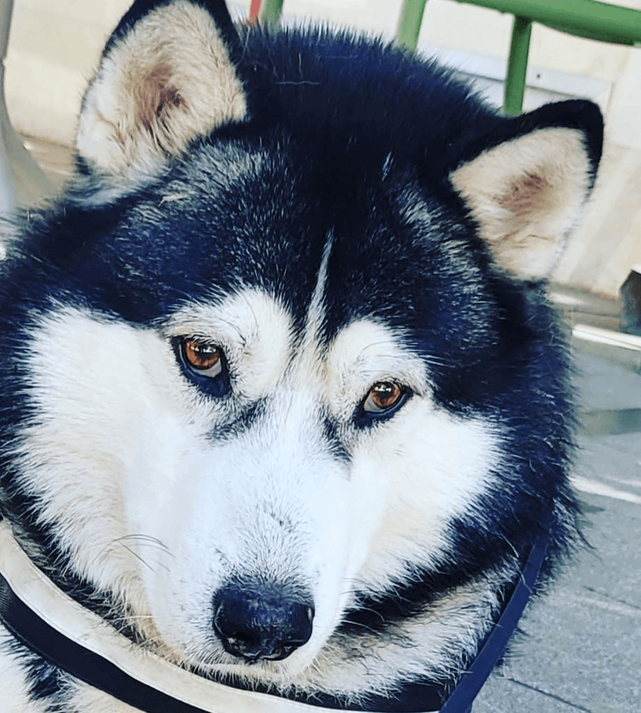 Shiba